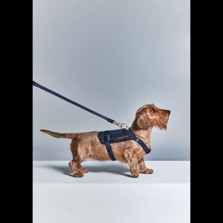 giorgio-armani-i-poldo-dog-couture-nova-kolekcija-za-ljubimce-u-znaku-elegancije-5