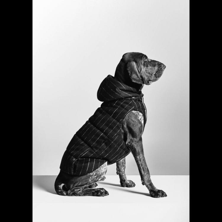 giorgio-armani-i-poldo-dog-couture-nova-kolekcija-za-ljubimce-u-znaku-elegancije-16