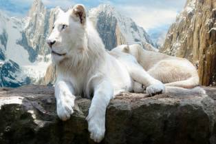 10 MOST EXPENSIVE ANIMALS